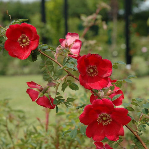 Cluster of red and light pink rose blooms with green leaves and buds