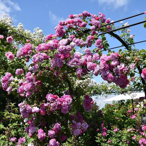 Rose plant with clusters of bright pink double blooms and green leaves
