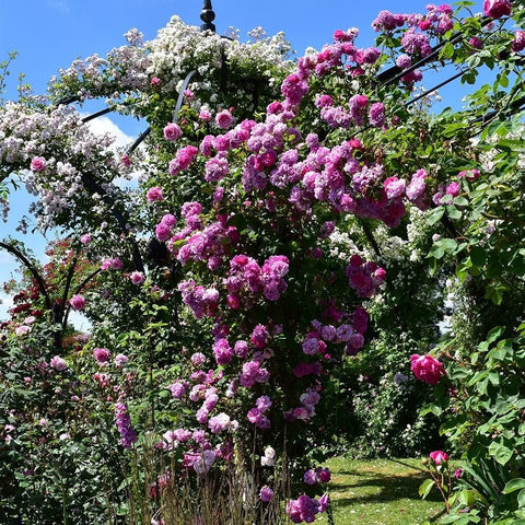 Rose plant with dense clusters of pink and magenta blossoms and green foliage
