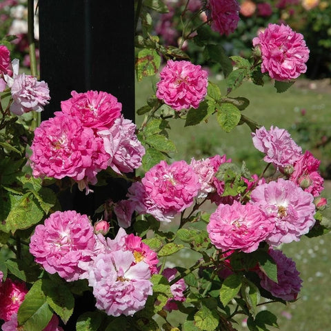 Rose plant with vivid pink rose flowers and layered petals on green leaves