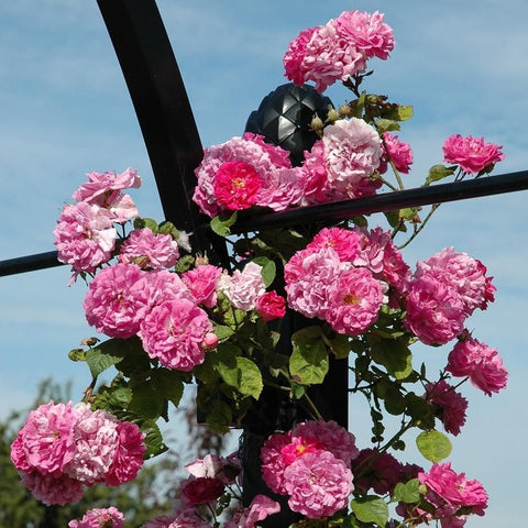 Rose plant climbing on a dark trellis, with pink double blossoms and leaves