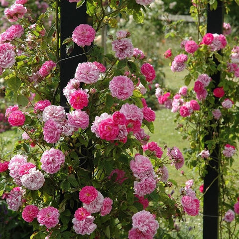 Rose plant with many pale pink blooms and green leaves along arching stems