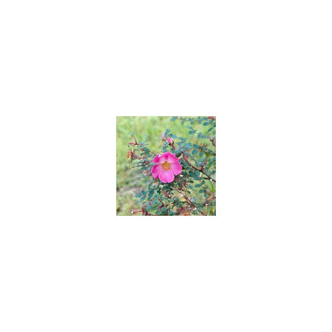 Shrub rose flower with pink petals and yellow center, plus green leaves