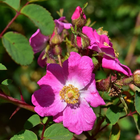Shrub rose pink blooms and buds on green stems with serrated leaves
