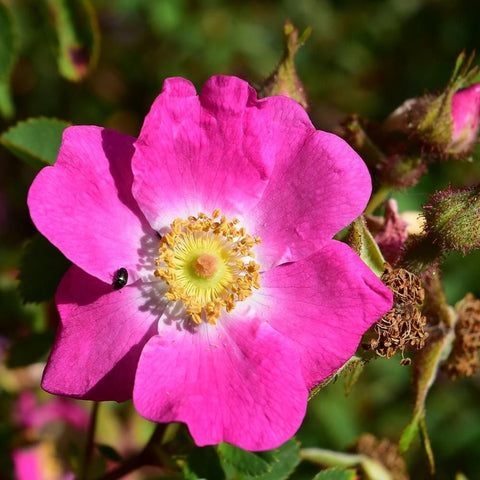 Shrub rose pink bloom with yellow-green center and fuzzy seed pods on stems