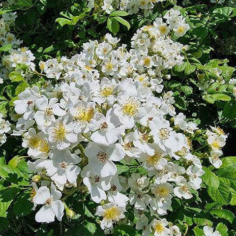 White multiflora rose blooms with yellow centers and green leaves, close-up