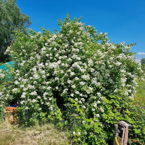Multiflora rose shrub covered in clusters of white flowers and green foliage outdoors