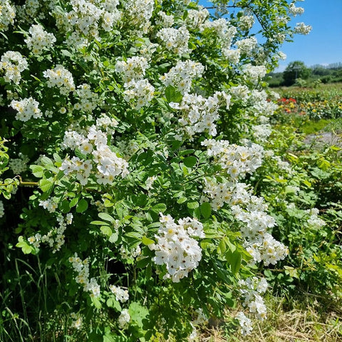 Dense multiflora rose covered in white blossoms with yellow centers and green leaves