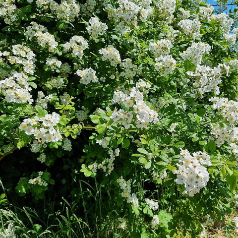 White multiflora rose flower clusters on leafy green shrub, partial close-up