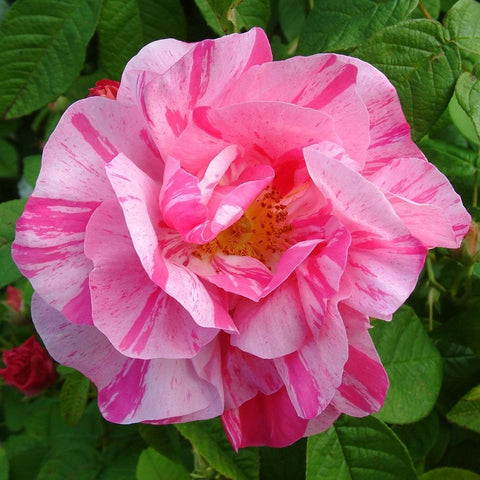 Pink and white striped rose blossom with ruffled petals and green leaves