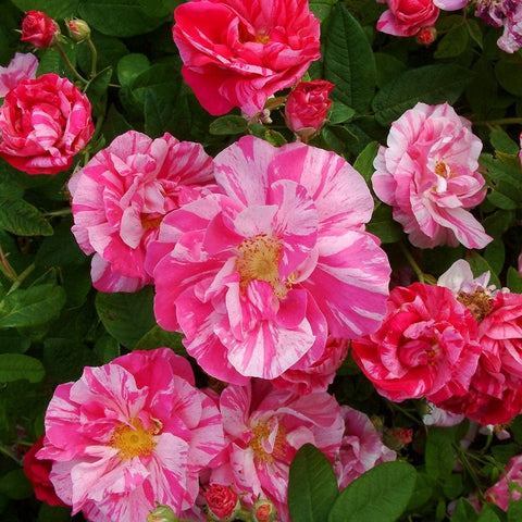 Pink and white striped rose blossoms with green leaves