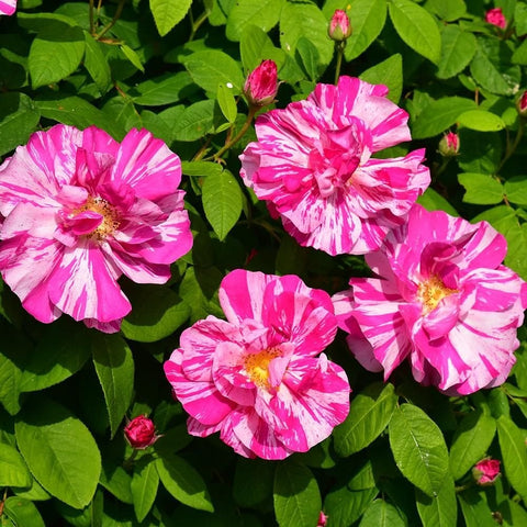 Pink and white striped rose flowers with green foliage