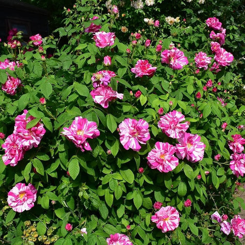 Pink striped rose shrub with green leaves and many blossoms