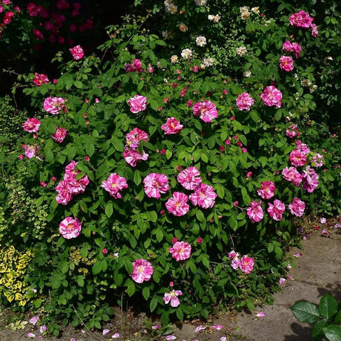 Pink striped rose shrub with green leaves and blooming flowers