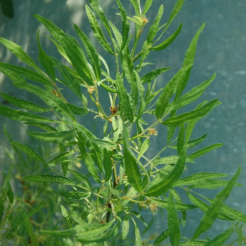 Shrub rose plant with fresh green leaves and small clusters of pale buds