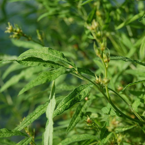 Shrub rose leaves and stems with new growth and small pale bud tips