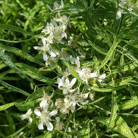 Shrub rose blossoms with small white five-petal flowers and green leaf backdrop