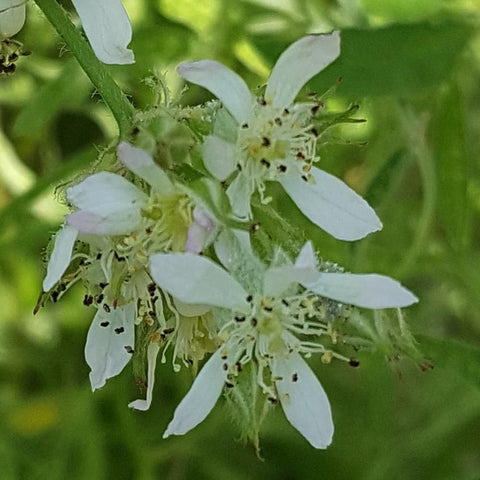 Shrub rose white flower cluster with pale centers and surrounding green buds