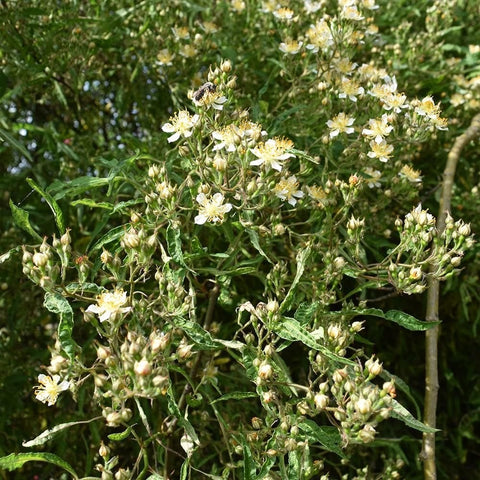 Shrub rose shrub branch with tight clusters of white blooms and unopened buds