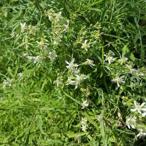 Shrub rose flowering sprigs with small white flowers among fine green foliage