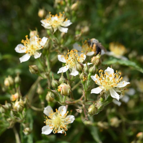 Shrub rose flowers with white petals and yellow stamens on budding stems