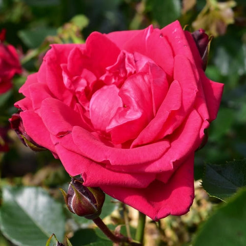 Bright red-pink rose in full bloom on green stem with buds
