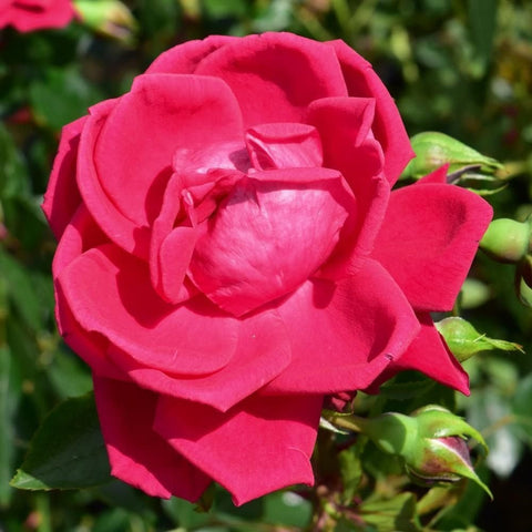 Bright red-pink rose with layered petals and tight center, surrounded by buds