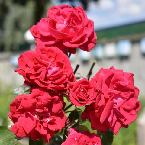 Cluster of bright red-pink roses and buds on green stems