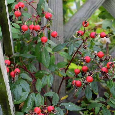 Rosa Nitida rose plant with clusters of red rose hips and green serrated leaves