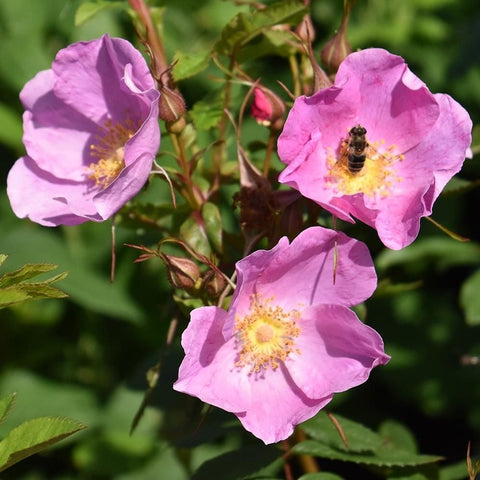 Rosa Nitida rose blooms in soft pink with yellow centers on leafy stems