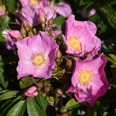 Rosa Nitida rose blooms, pink petals with yellow centers, surrounded by green leaves