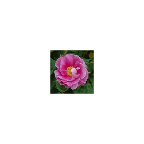 Pink double shrub rose bloom with yellow center and layered petals
