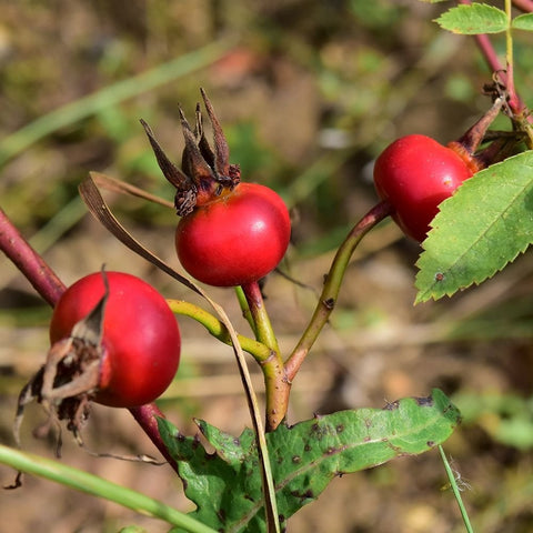Rose plant with clusters of red rose hips and green leaves
