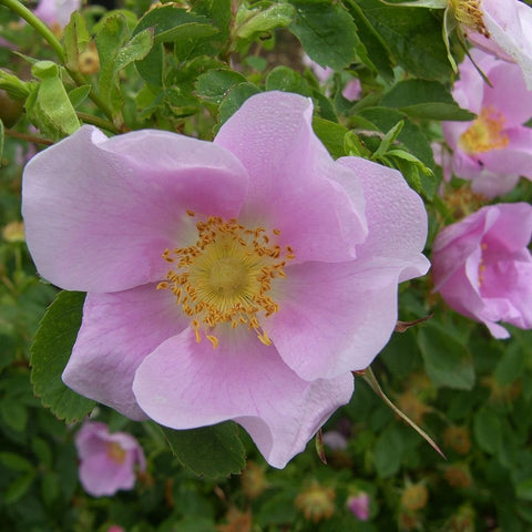 Pink wild rose blossoms with yellow centers on leafy stems