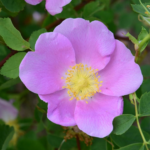Lavender-pink rose flower with yellow stamen center and green leaves