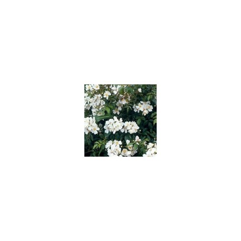 Rambling rose bush with clusters of white flowers and green foliage