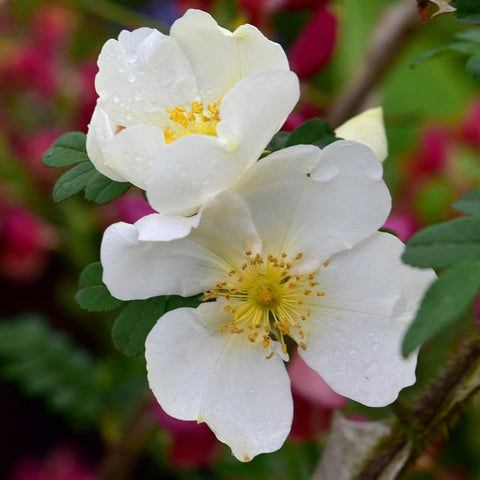 White rose flower with yellow center and green leaves, close-up on a blooming branch