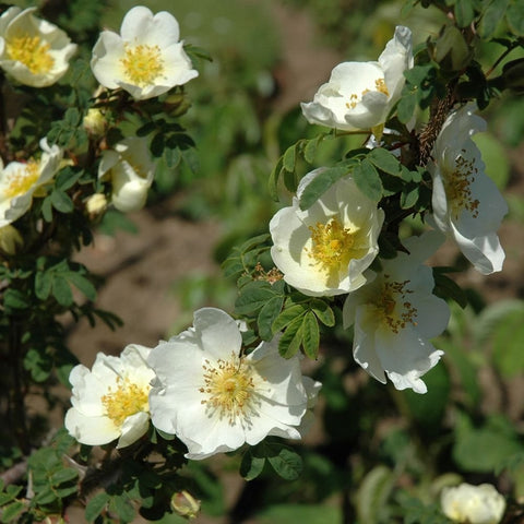 Cluster of pale white rose blooms with yellow centers and glossy green leaves