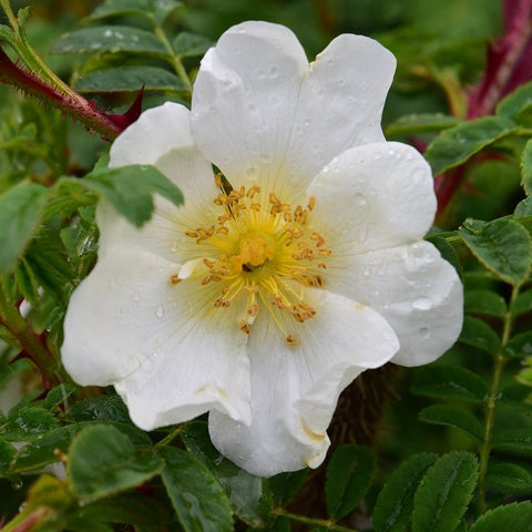 Single white rose bloom with yellow stamen center and surrounding green foliage