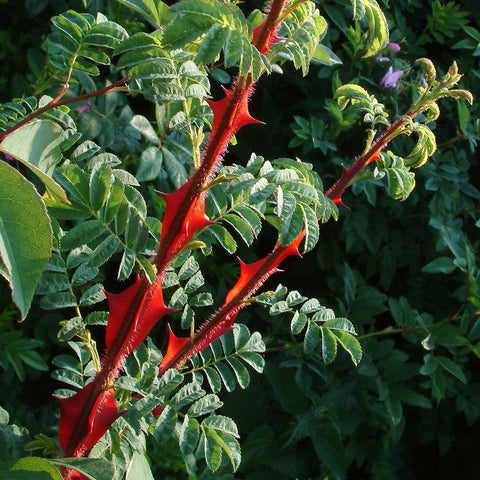 Rose stems with prominent red thorns and compound green leaves