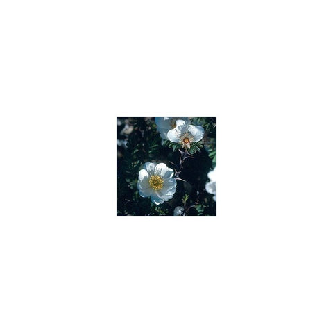 Shrub rose plant with pale blue-white blossoms and green foliage