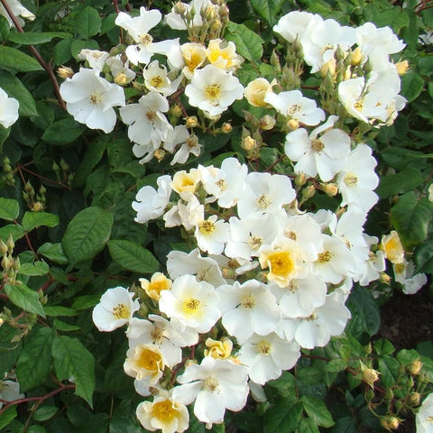 White rose blossoms with yellow centers on leafy green shrub