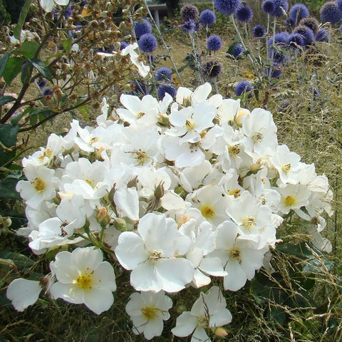 Cluster of white rose flowers with yellow centers on green shrub