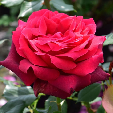 Red rose bloom with layered petals on green stem and leaves