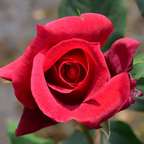 Red rose bloom with spiral inner petals and surrounding green leaves