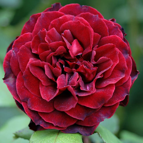 Deep red rose bloom with ruffled layered petals and dark center