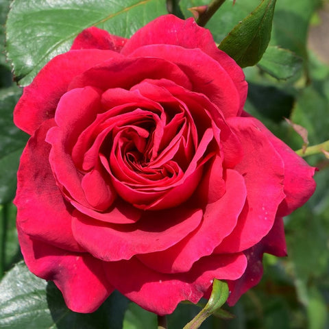 Climbing rose bloom with hot pink-red petals and tightly layered center