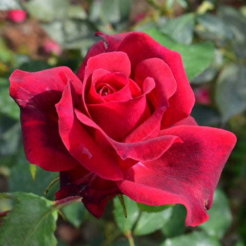 Climbing rose bloom with rich red petals and small buds along stems