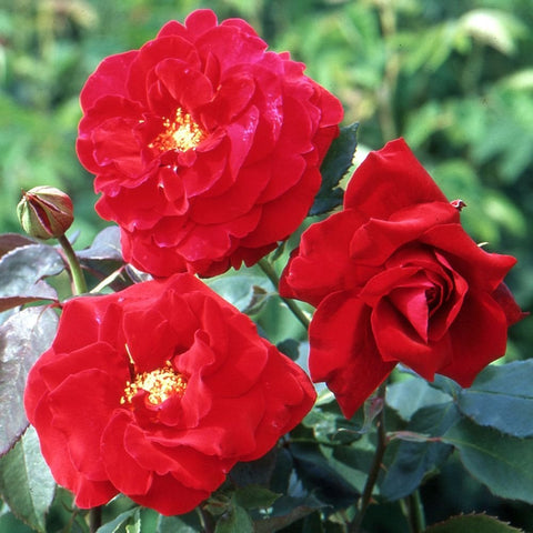 Royal William bush rose flowers in bright red with ruffled petals and buds