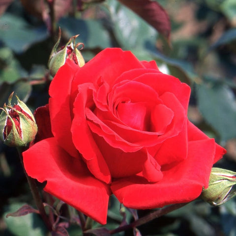 Royal William bush rose bloom in vivid red with tight layered petals